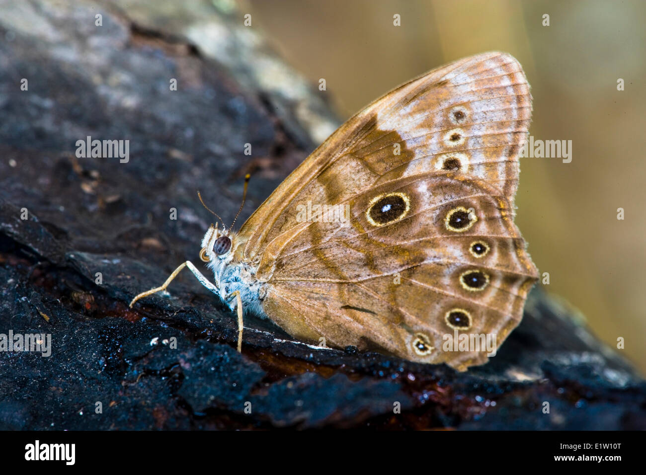 Northern Pearly Eye Butterfly, (Lethe anthedon borealis), ventral view Stock Photo