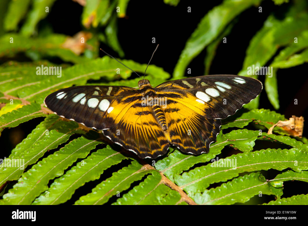 Clipper butterfly (Parthenos sylvia) Dorsal view Western Ghats Assam Myanmar Sri Lanka Southeast Asia (Malaya Philippines New Stock Photo