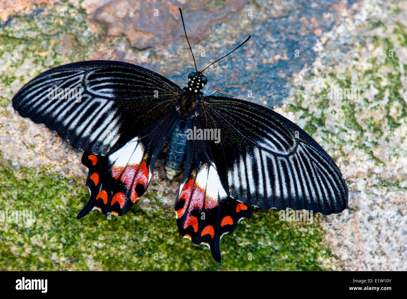 Common Mormon Butterfly, (Papilio polytes), female, dorsal view, southern Asia Stock Photo