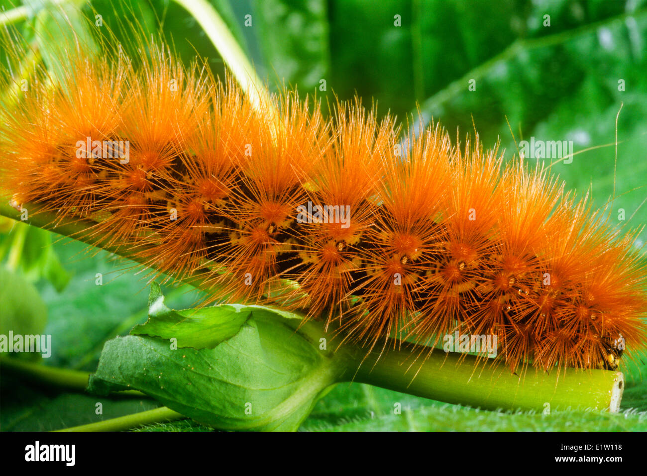 Yellow Woolly Bear Moth Larvae, (Diacrisia virginica), Stock Photo