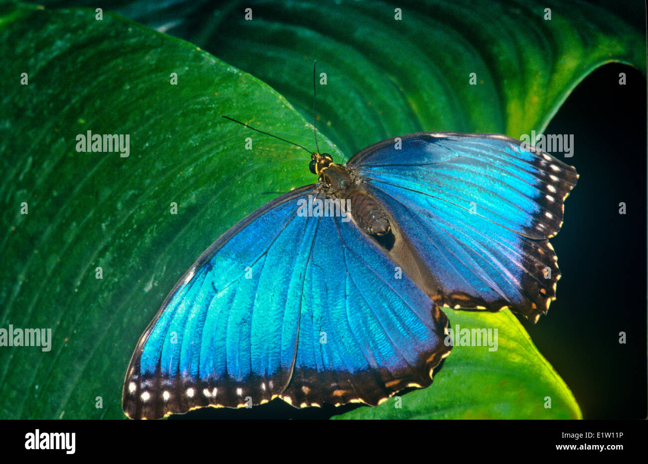 Blue Morpho Butterfly, (Morpho peleides limpida), ventral view, Central America Stock Photo