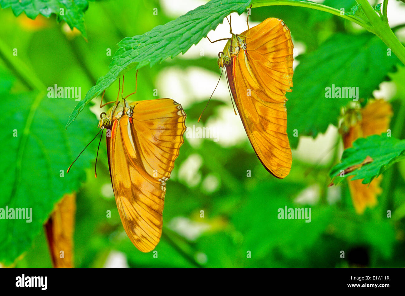 Julia Butterfly, Julia Heliconian, The Flame, or Flambeau Butterfly, (Dryas iulia), ventral view, Butterfly, Adult Stock Photo