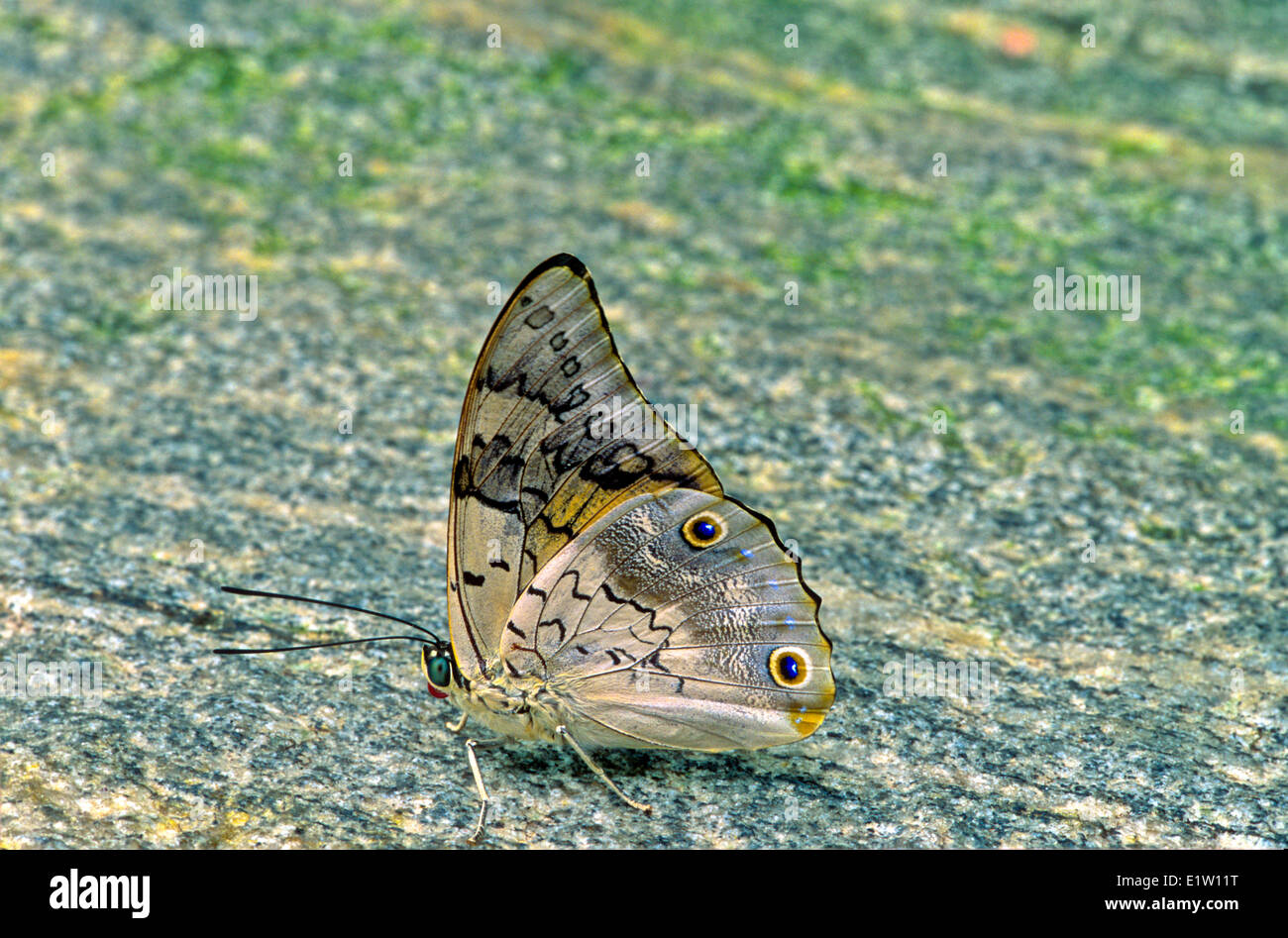 Yellow-tufted Prepona Butterfly, (Prepona laertes octavia), ventral view, E & W Mexico through Central America Stock Photo