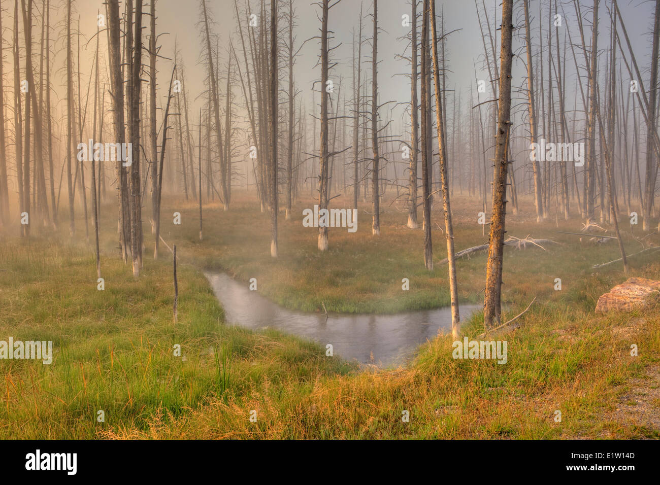 Morning Fog South of Fountain Flat Drive,Yellowstone National Park