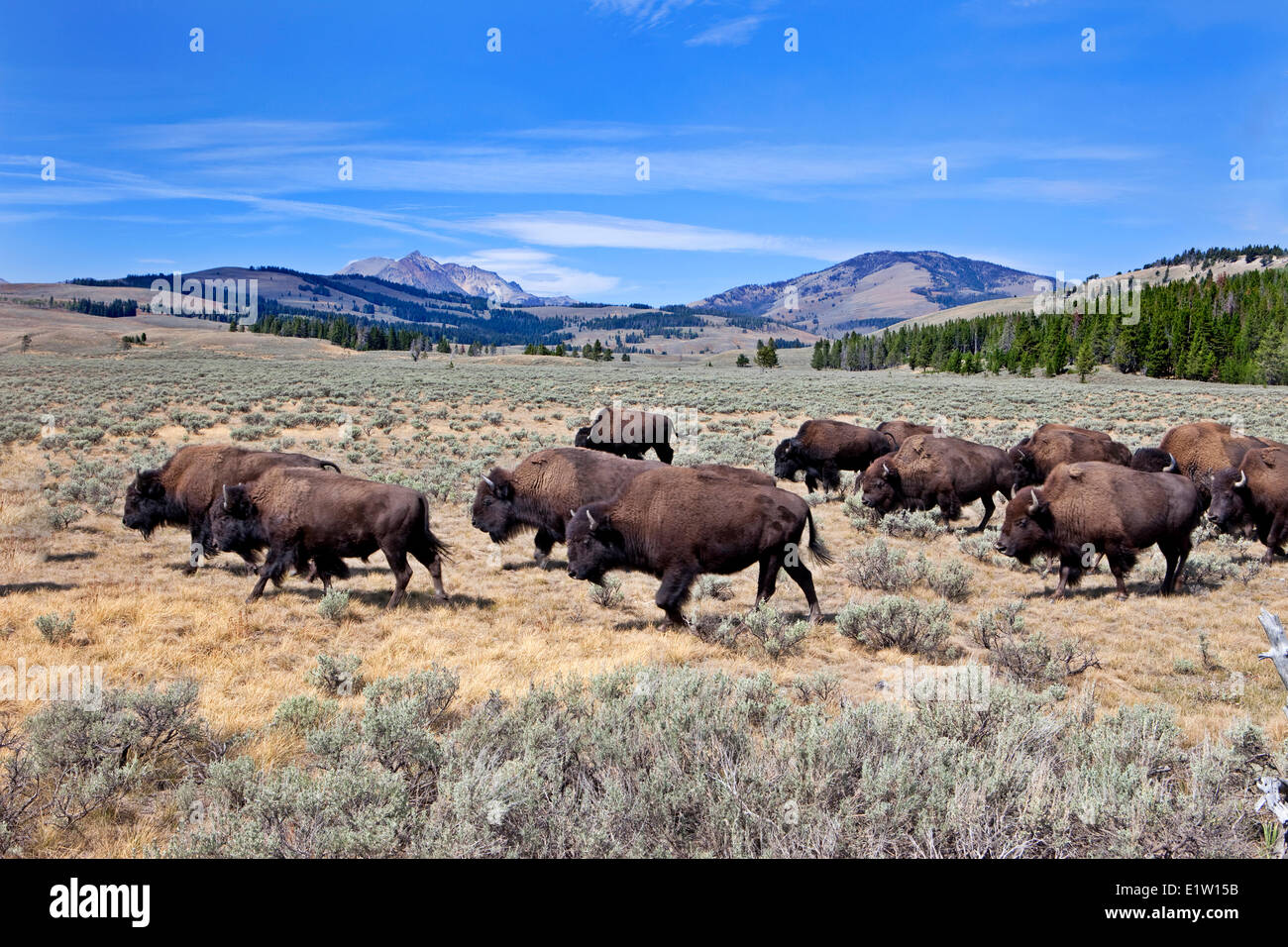 Bisons (bison bonasus) on Swan Lake Flats, Quadrant Mountains, Yellowstone National Park, Wyoming, USA Stock Photo