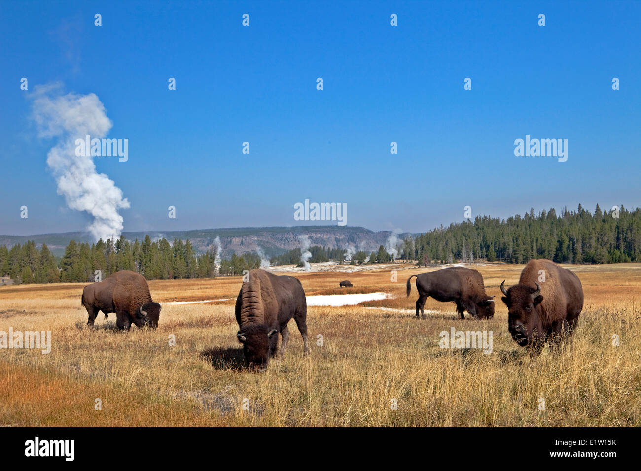 Bisons, bison bonasus, in Upper Geyser Basin, Yellowstone National Park, Wyoming, USA Stock Photo