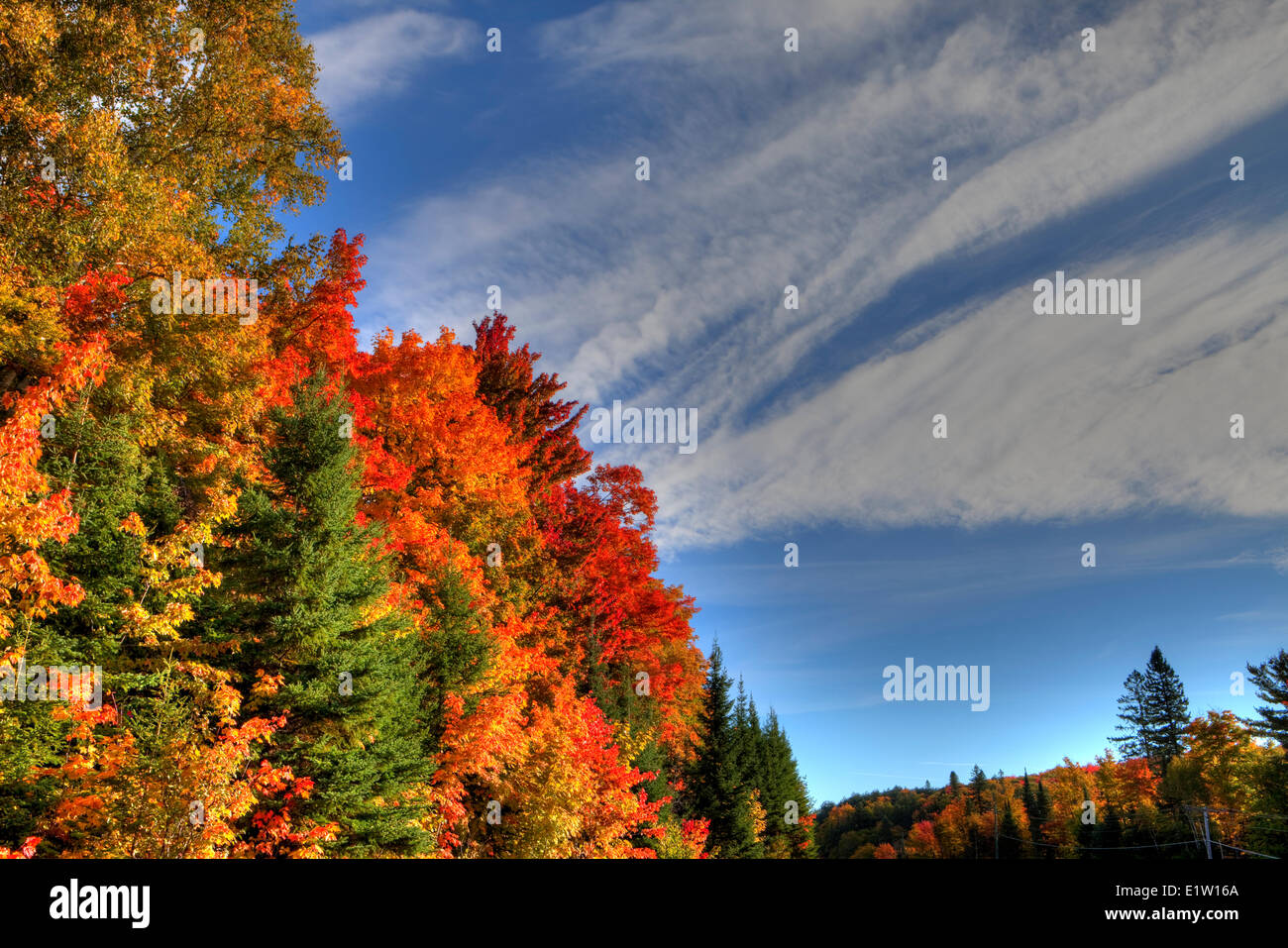 Fall colours algonquin hi-res stock photography and images - Alamy