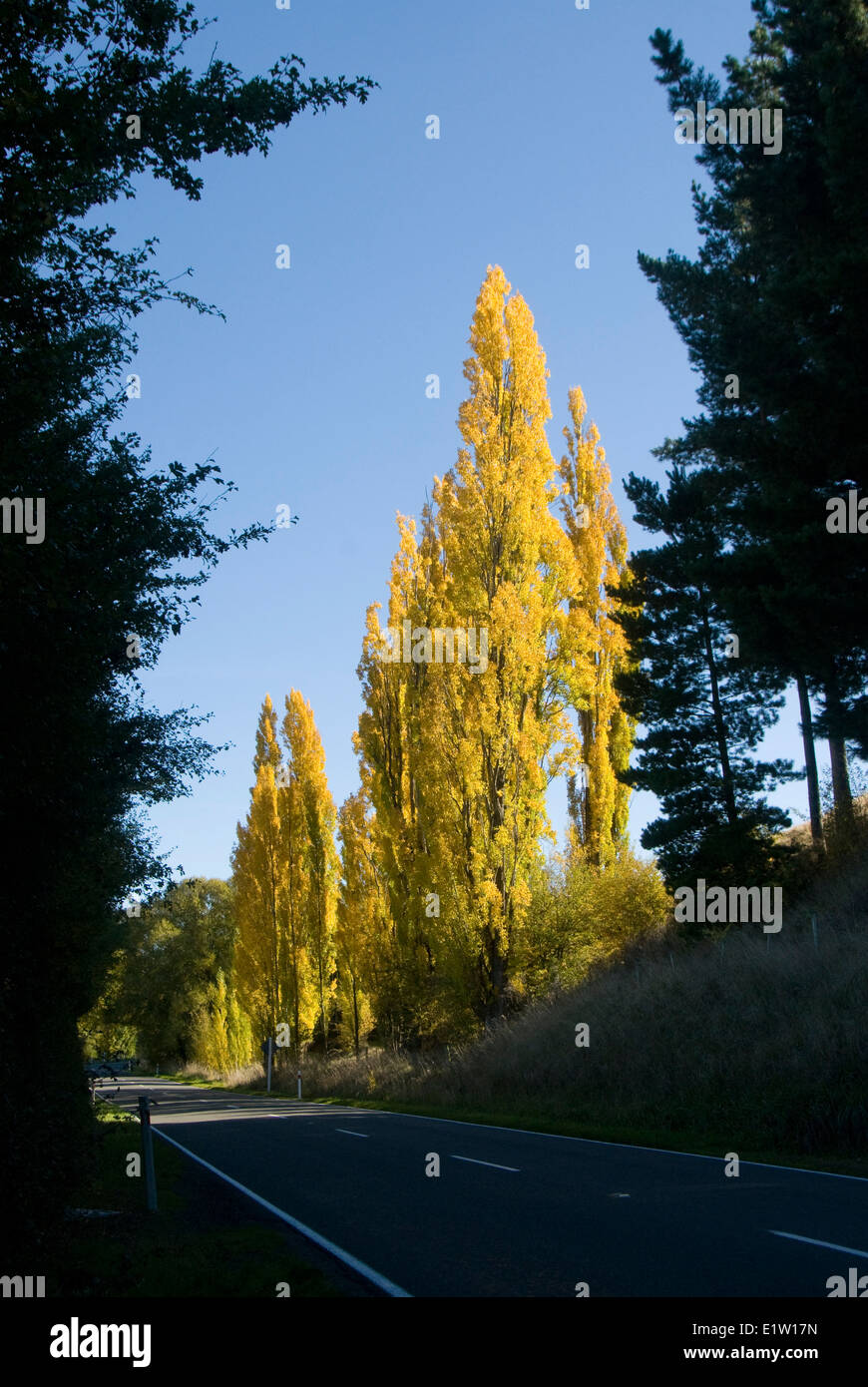 Yellow poplar trees, autumn, beside road, Waiau, Canterbury, South