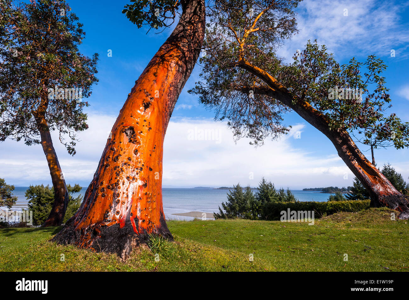 Arbutus tree. Stock Photo