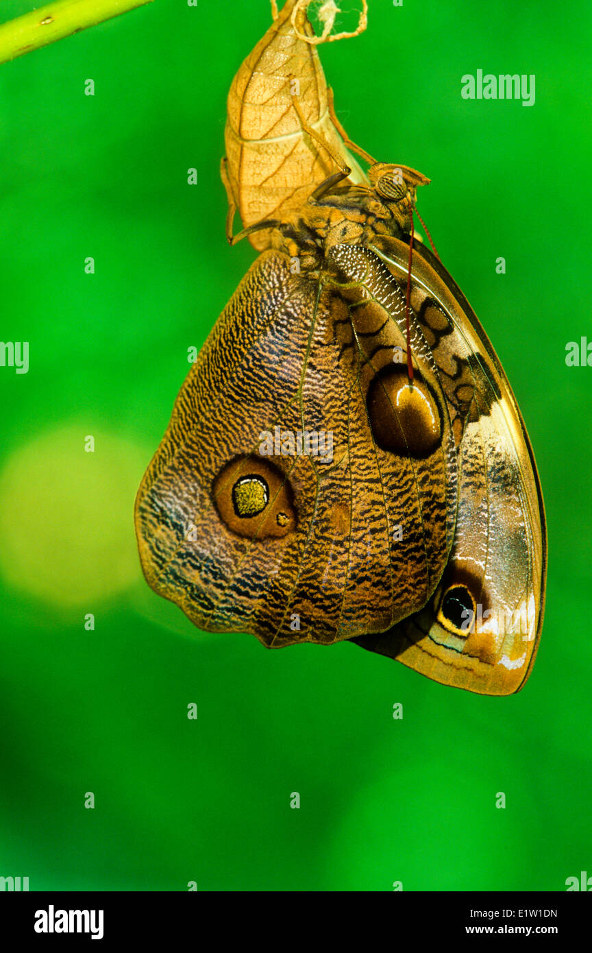 Scalloped Owl-Butterfly, (Opsiphanes quiteria quirinus) emerging from pupa, ventral view Costa Rica Stock Photo