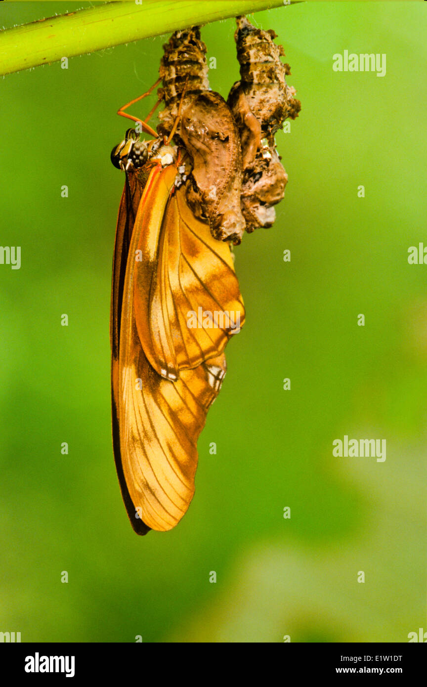 Julia Butterfly emerging fom pupa, (Dryas iulia) Stock Photo