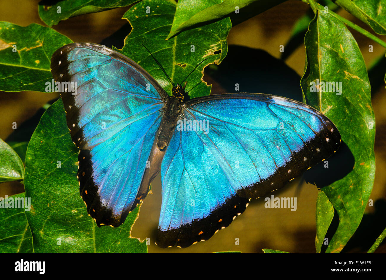 Blue Morpho Butterfly, (Morpho peleides limpida), dorsal view, Central America Stock Photo