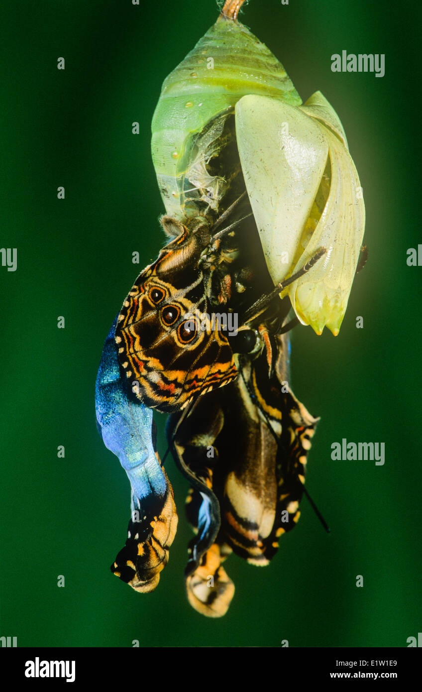 Adult Blue Morpho Butterfly, (Morpho peleides limpida),  emerging from pupa case Stock Photo