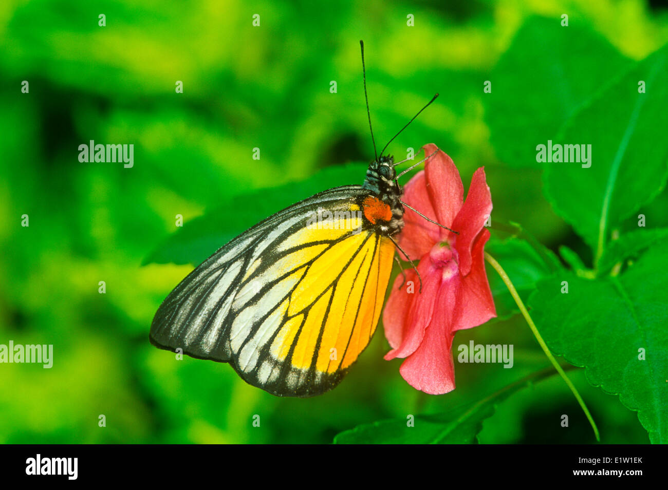 (Delias singhapura singhapura) Butterfly. Ventral view, Malaysia Stock Photo