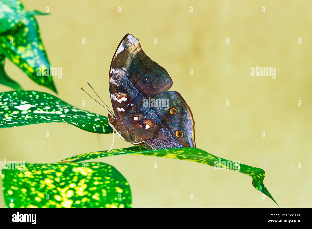 Doleschalia bisaltide adult butterfly ventral view hires stock