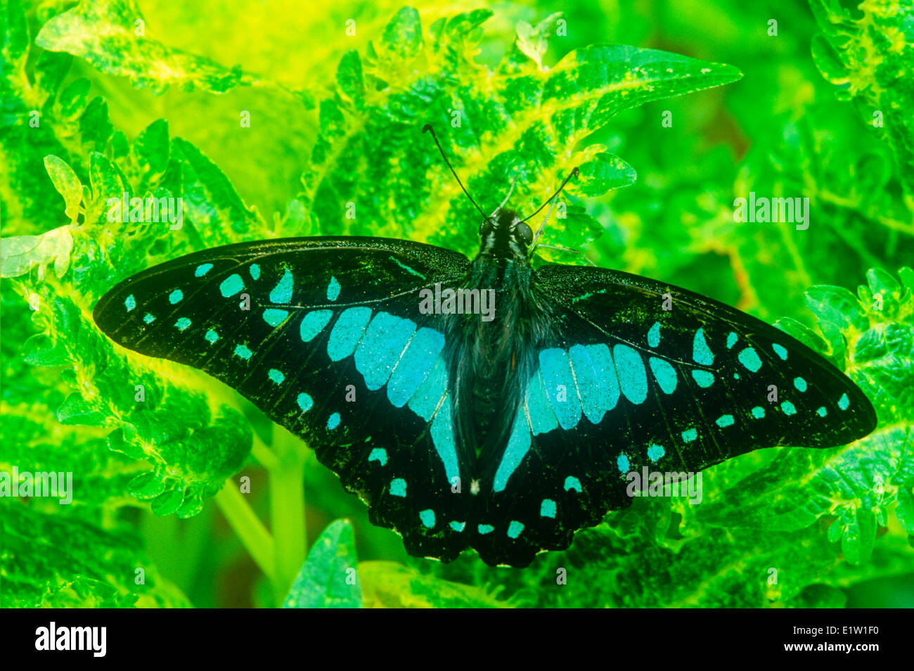 Blue Jay Butterfly or Common Blue Bottle Butterfly, (Graphium evemon eventus), male, dorsal view, Malaysia, Stock Photo