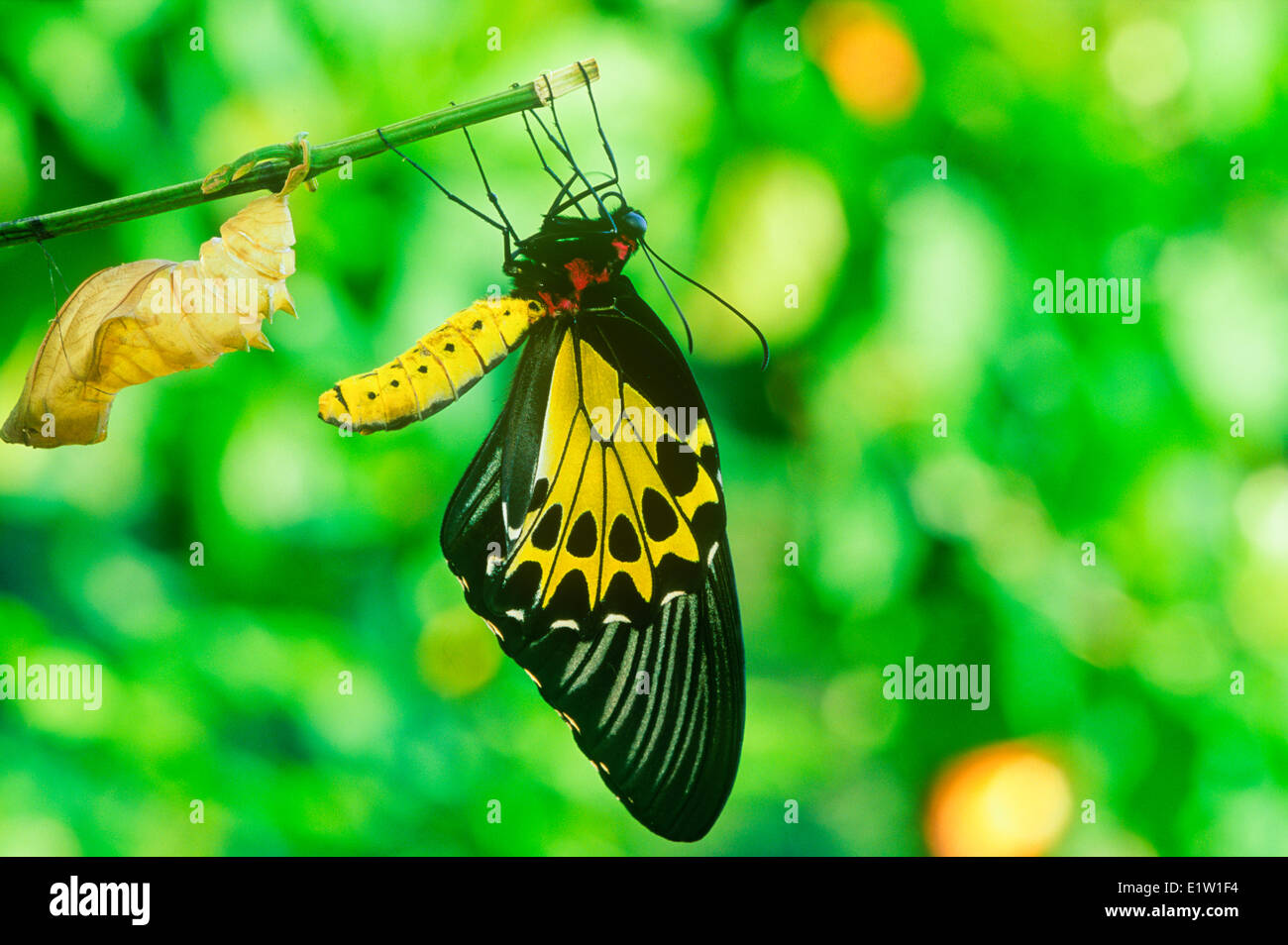 Common Birdwing Butterfly having emerged pupa (Troides helena) ventral view Australasia / Indomalaya ecozone (Australia). Stock Photo