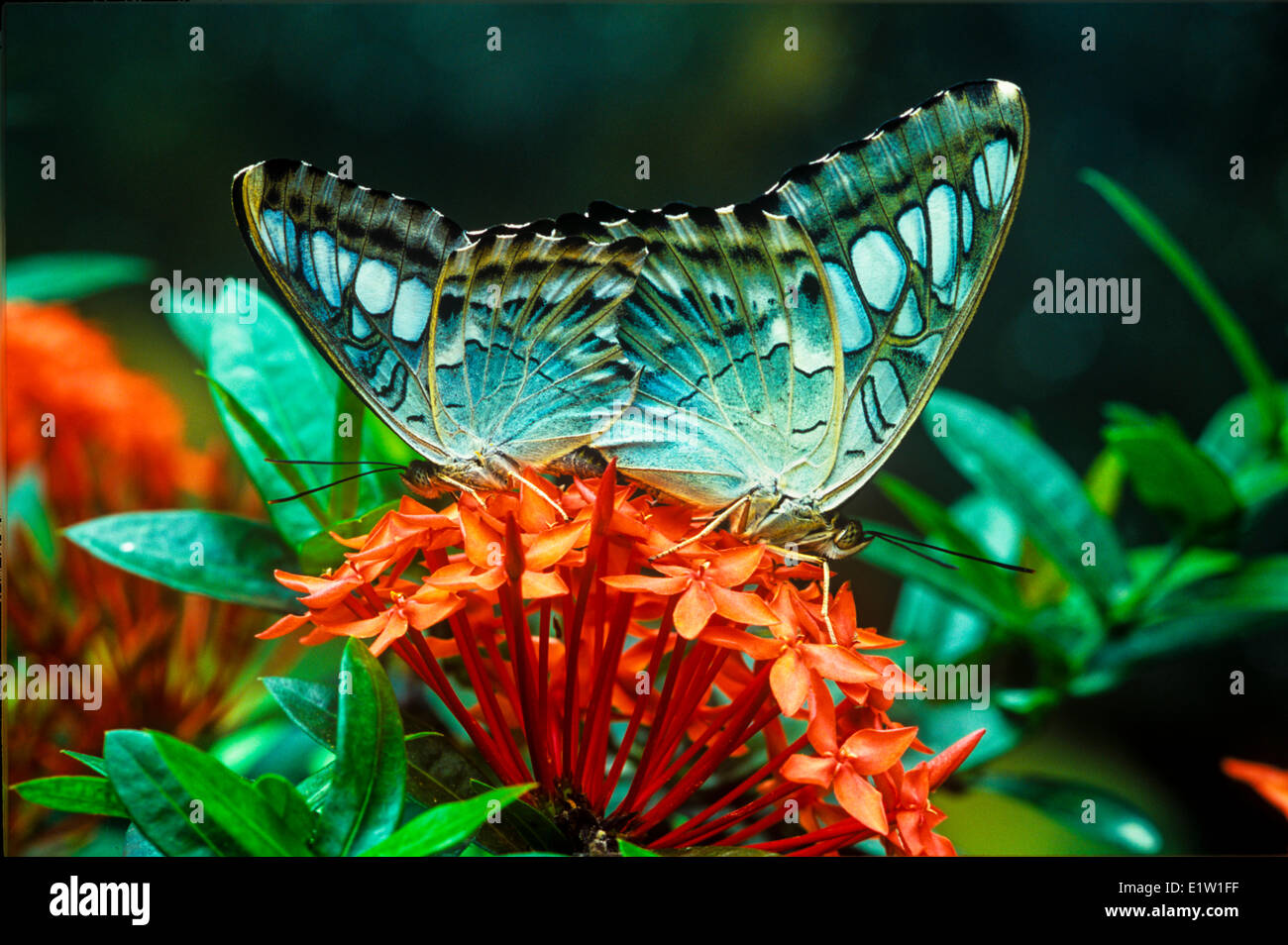 Blue clipper butterflies mating parthenos hires stock photography and images Alamy
