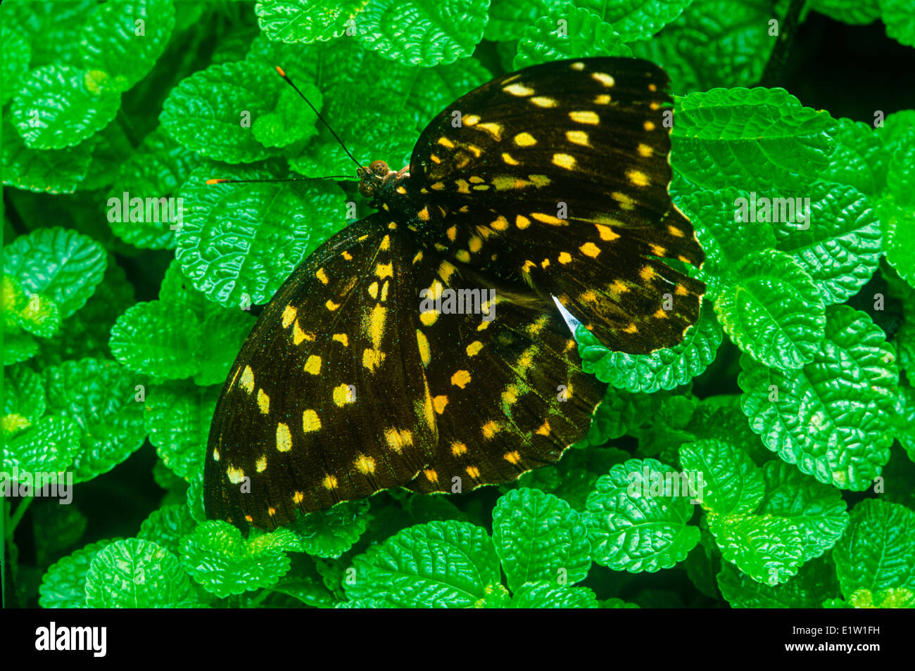 The Archduke Butterfly, (Lexias pardalis dirteana), female, dorsal view, Indomalaya ecozone Stock Photo