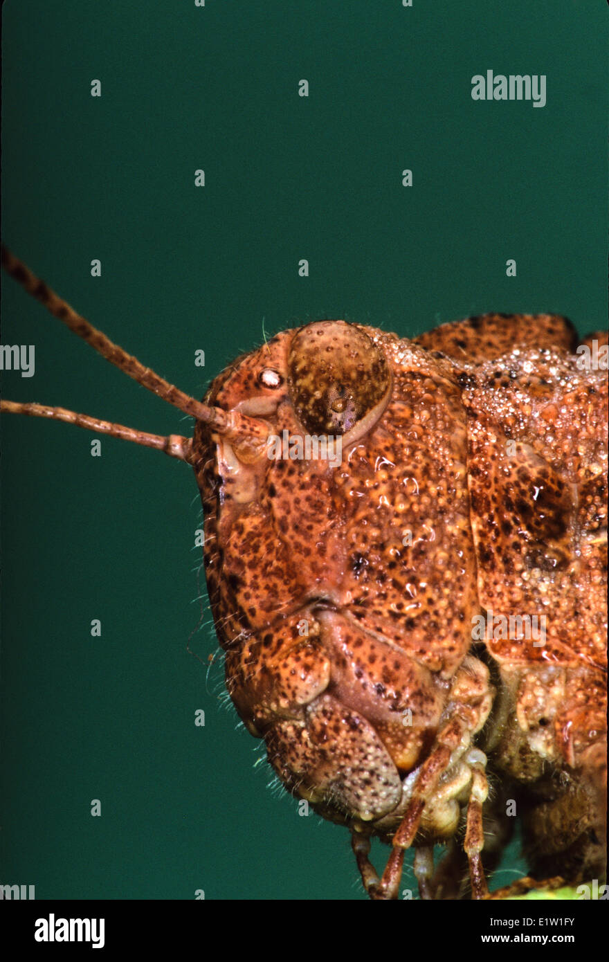 (Dissosteira carolina), close-up, Carolina Locust Stock Photo