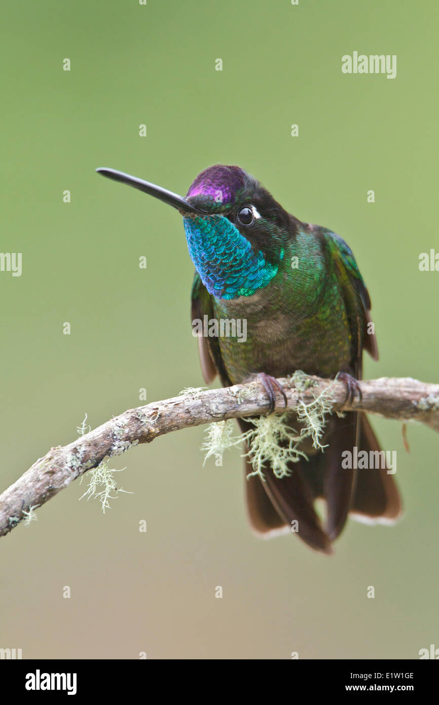 Magnificent Hummingbird (Eugenes fulgens) perched on a branch in Costa Rica. Stock Photo