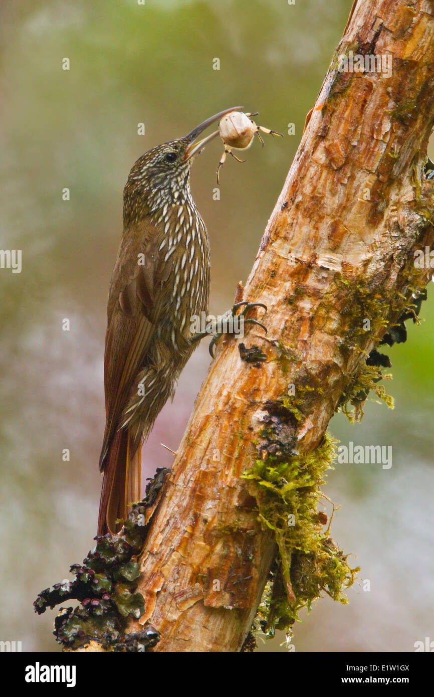 Montane Woodcreeper (Lepidocolaptes lacrymiger) perched on a branch in Ecuador and feding on a large beetle. Stock Photo