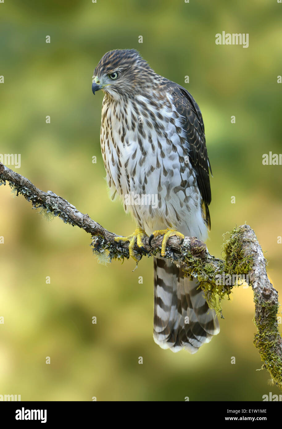 Cooper's Hawk (Accipiter cooperii) - Saanich BC, Canada Stock Photo