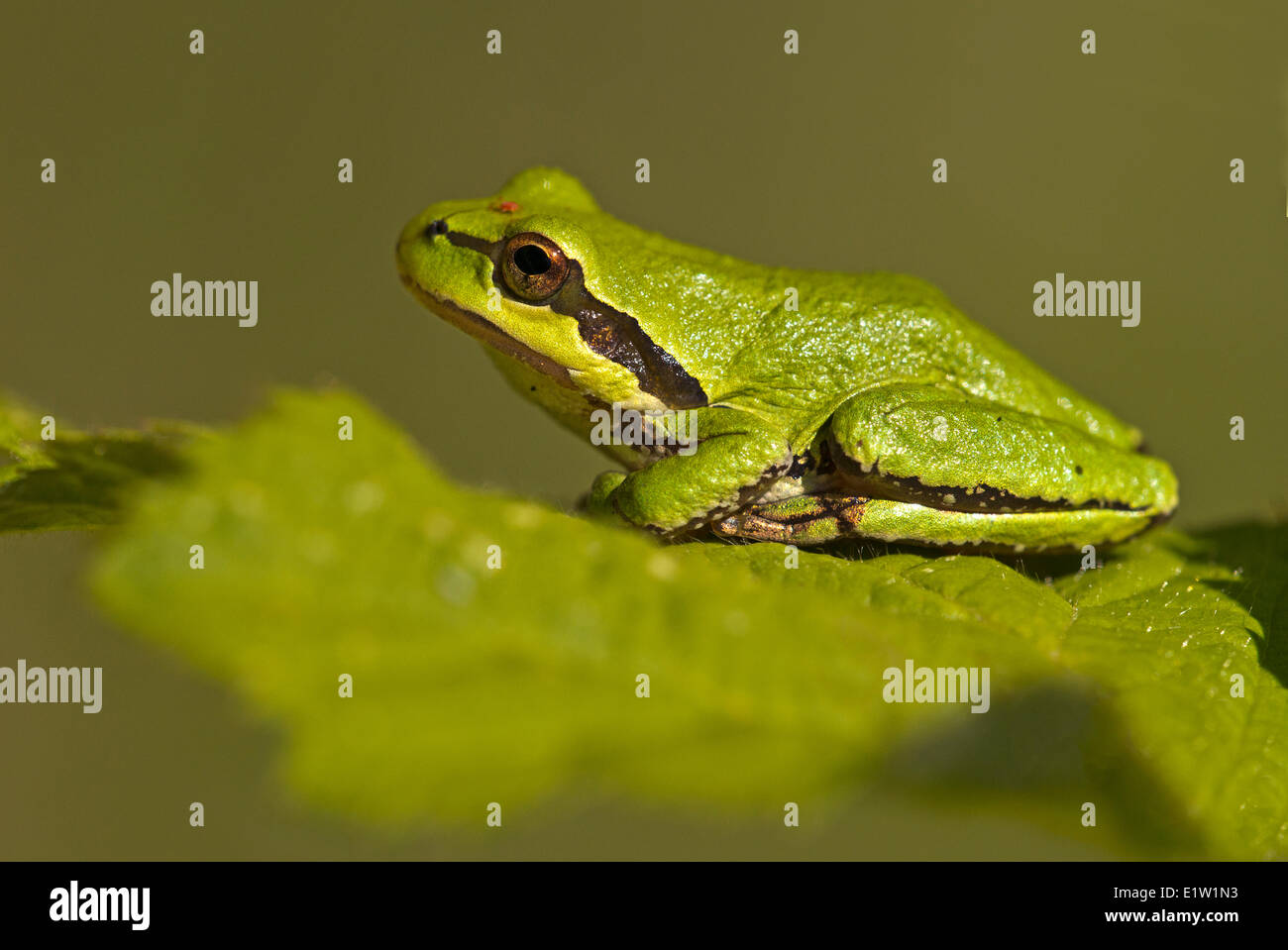 Pacific Tree Frog (Pseudacris regilla) Saanich BC, Canada Stock Photo