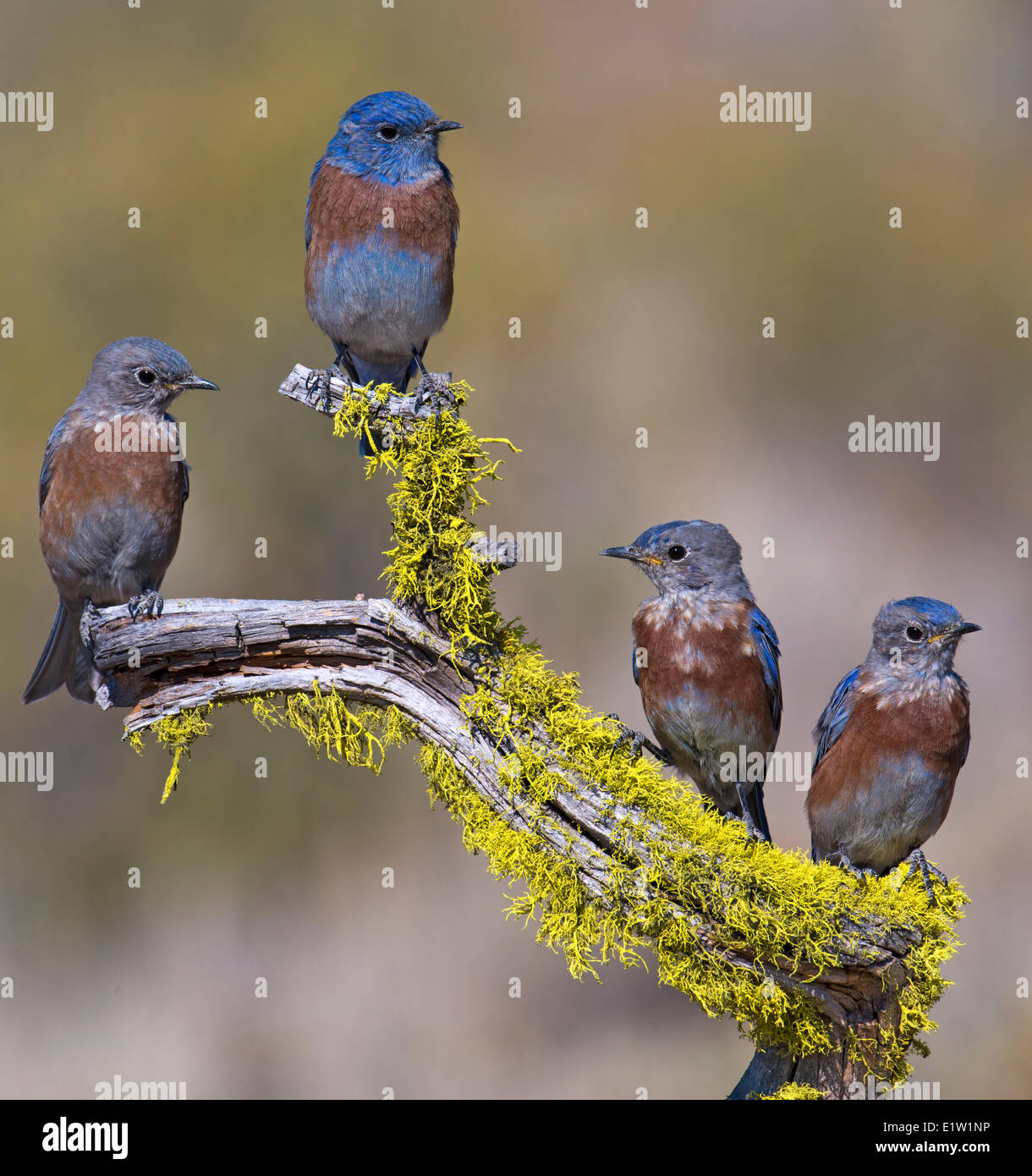 Western Bluebird (Sialia mexicana) - Deschutes National Forest, Oregon Stock Photo