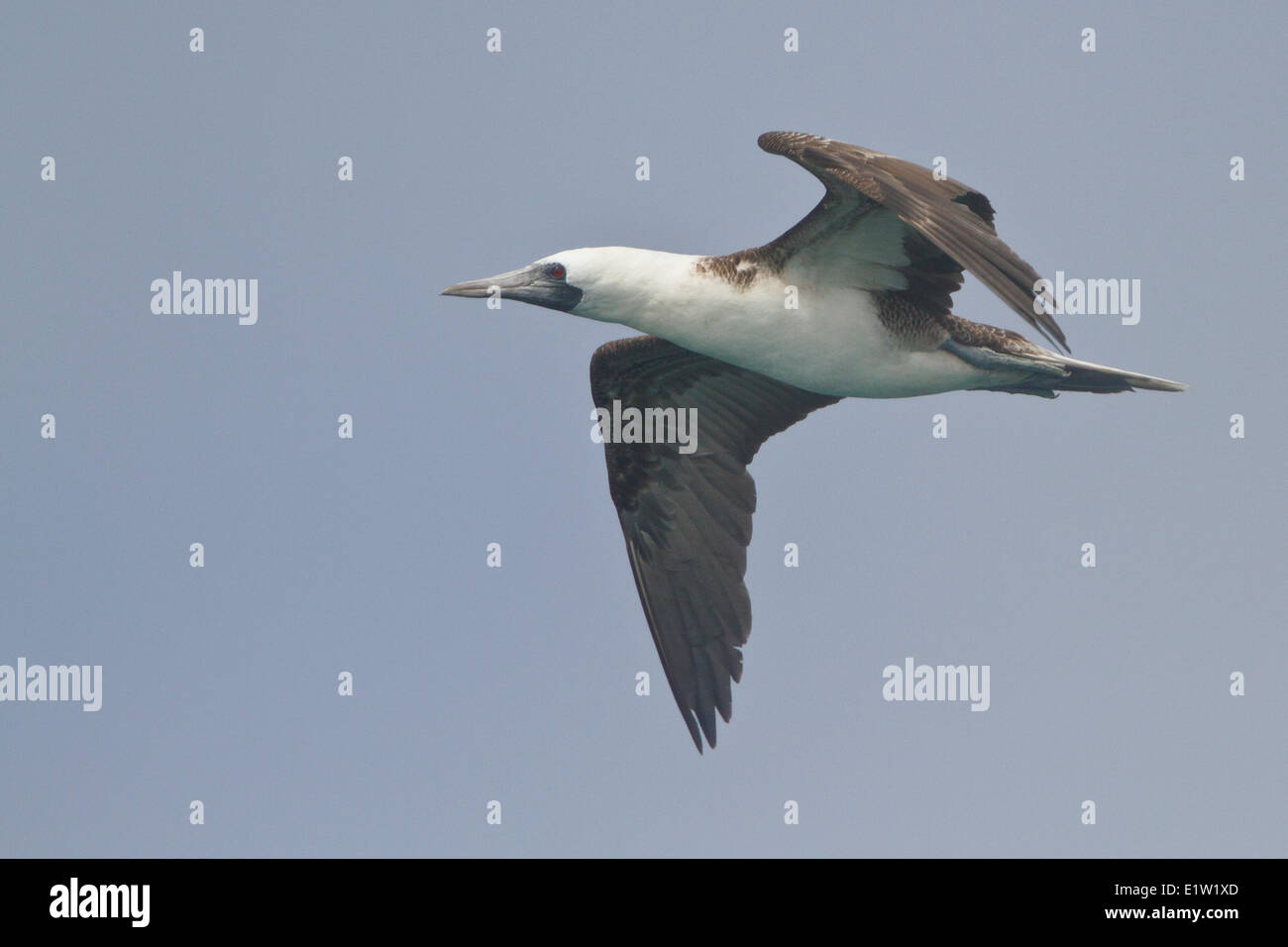 Peruvian Booby (Sula variegata) flying in Peru. Stock Photo