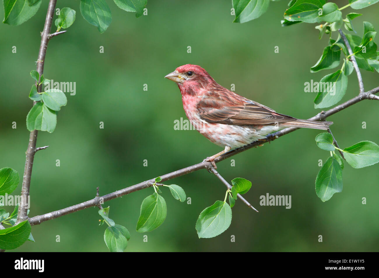 Purple Finch, Haemorhous purpureus, perched on a branch in Eastern Ontario, Canada. Stock Photo