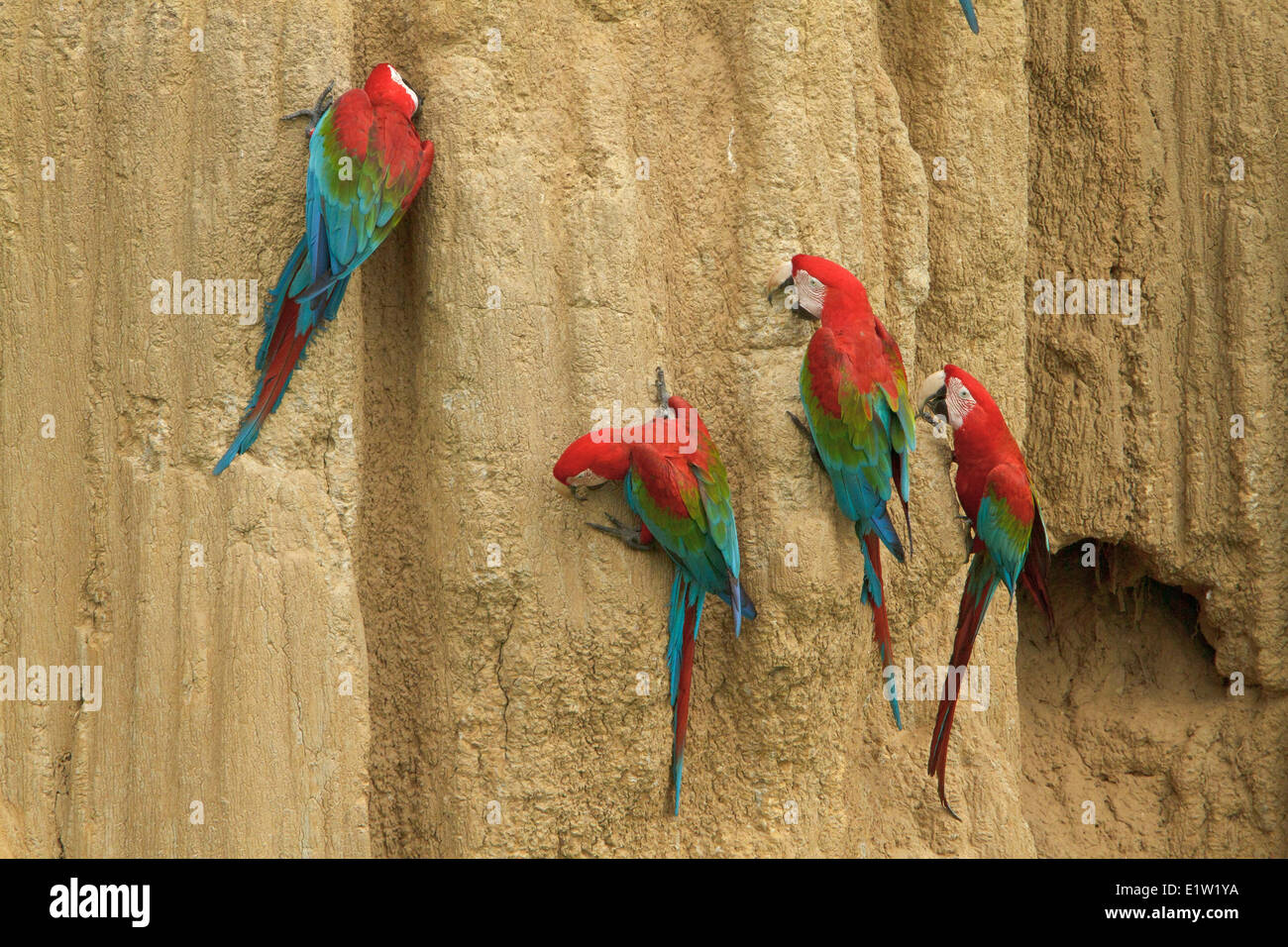 Red-and-green Macaw (Ara chloroptera) perched and feeding on clay in Amazonian Peru. Stock Photo