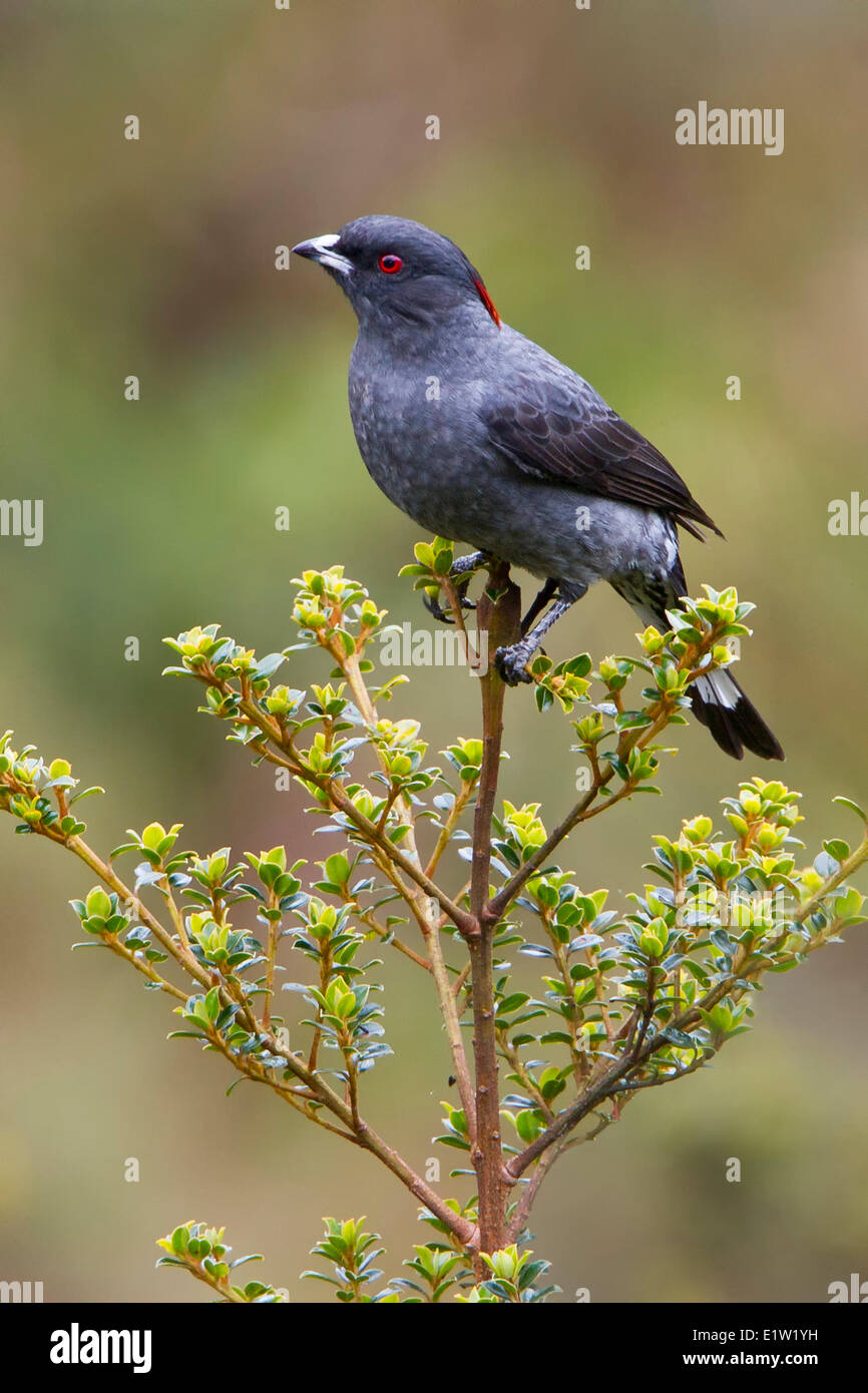 Red-crested Cotinga (Ampelion rubrocristata) perched on a branch in Peru. Stock Photo