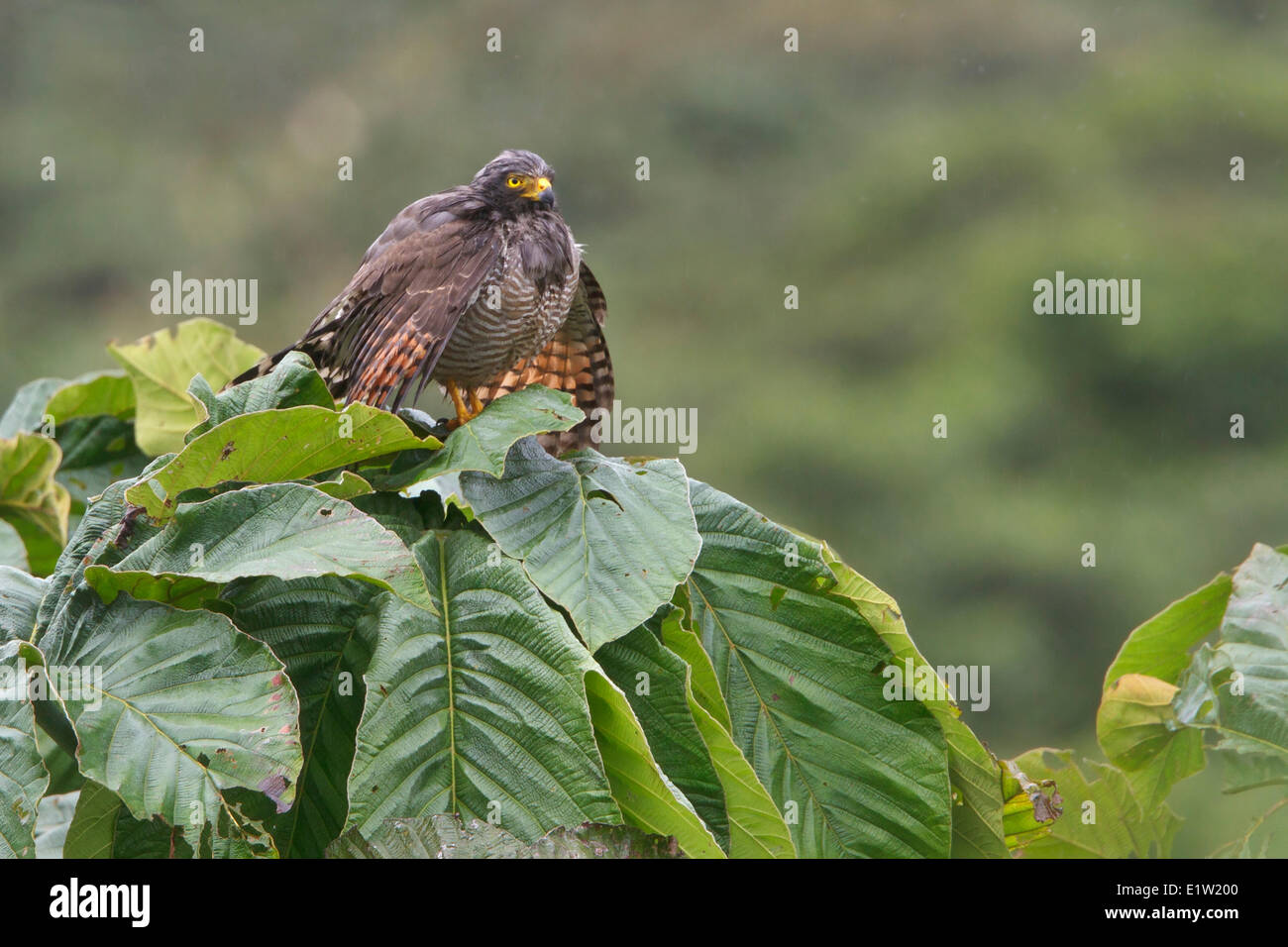 Roadside Hawk (Buteo magnirostris) perched on a branch in Ecuador. Stock Photo