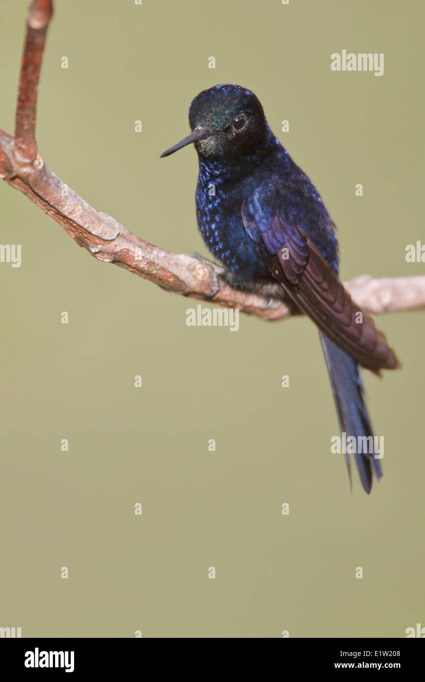 Royal Sunangel (Heliangelus regalis) perched on a branch in Peru. Stock Photo