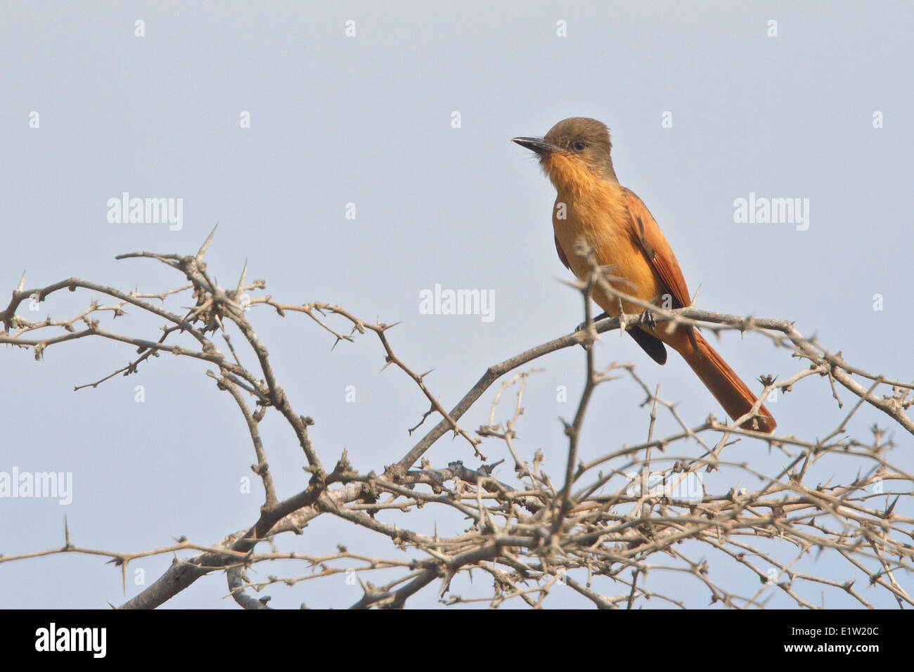 Rufous Flycatcher (Myiarchus semirufus) perched on a branch in Peru. Stock Photo