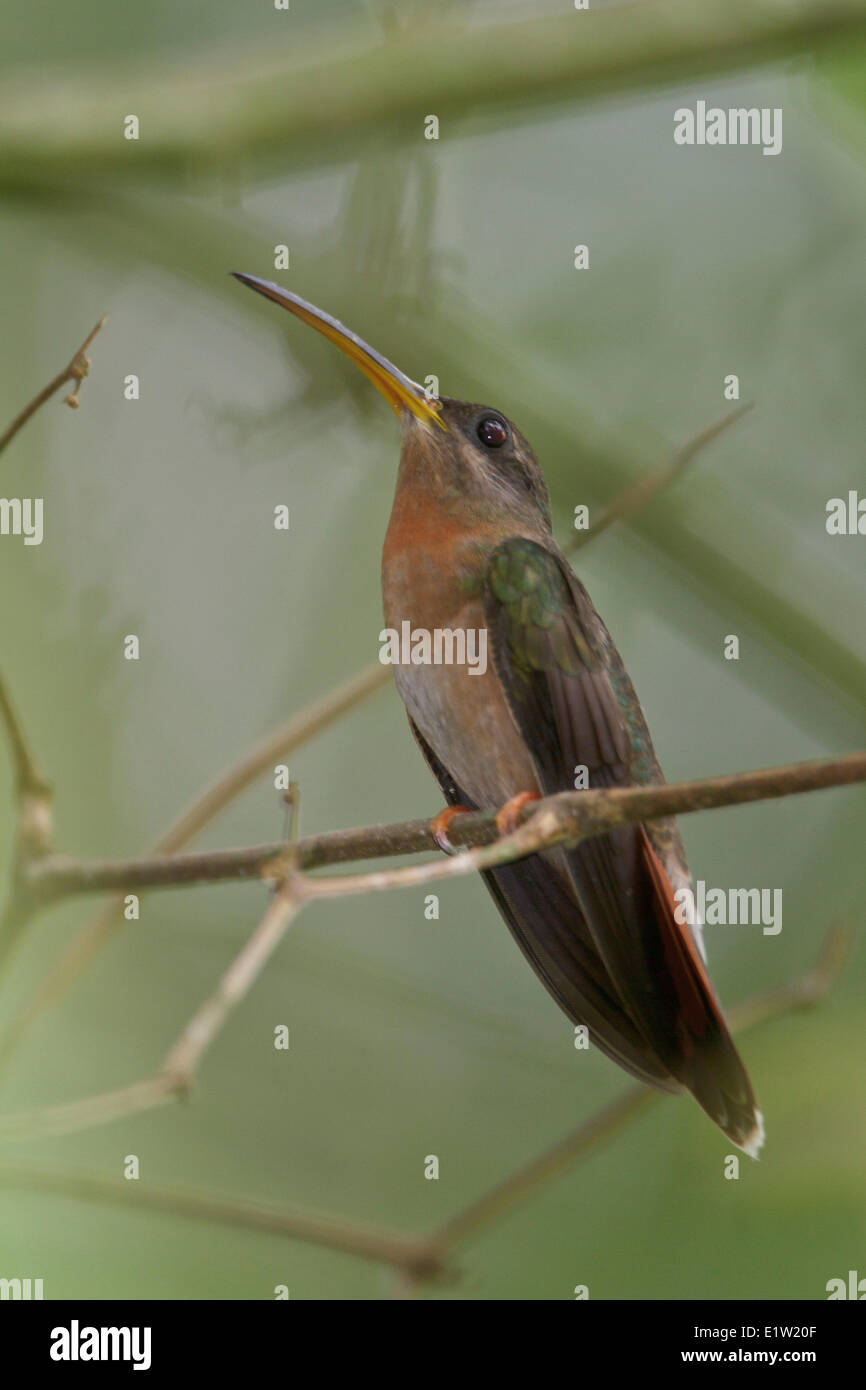 Rufous-breasted Hermit (Glaucis hirsuta) perched on a branch in Peru. Stock Photo