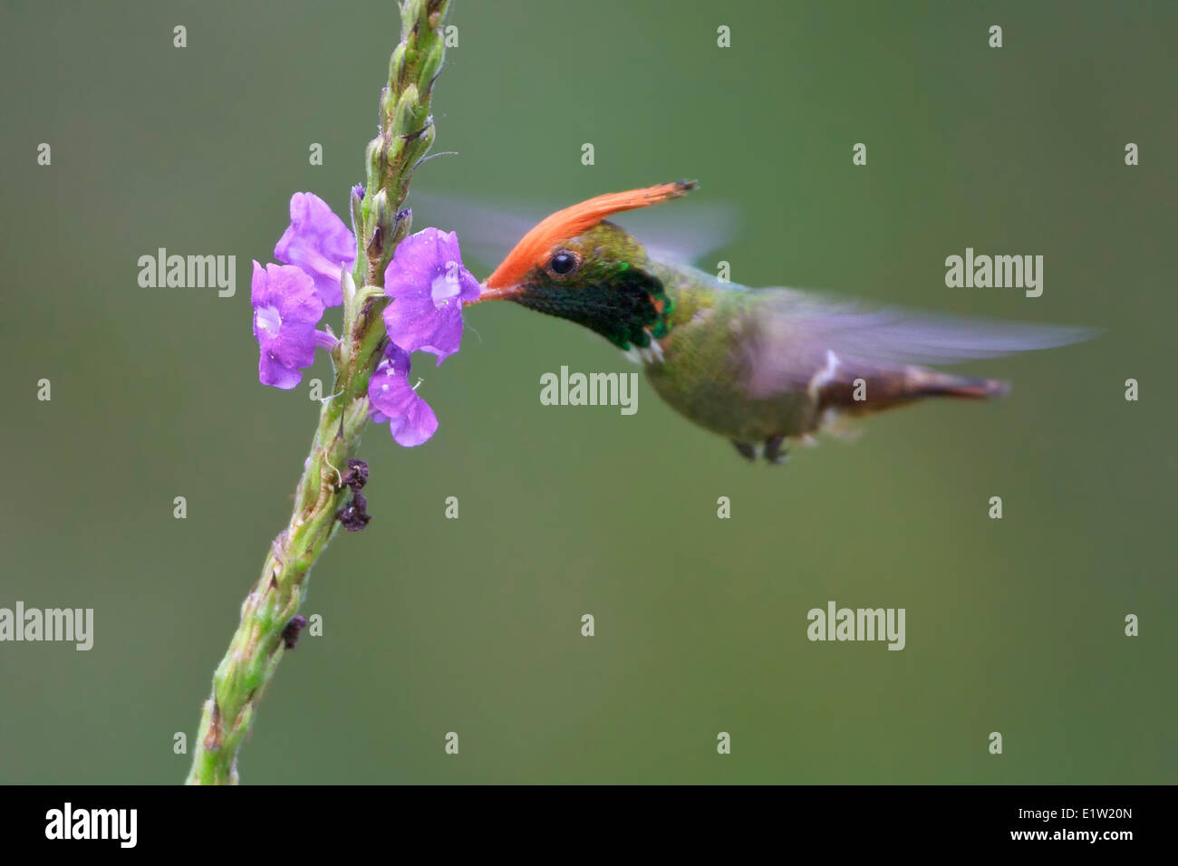 Rufous-crested Coquette (Lophornis delattrei) flying while feeding at a flower in Peru. Stock Photo