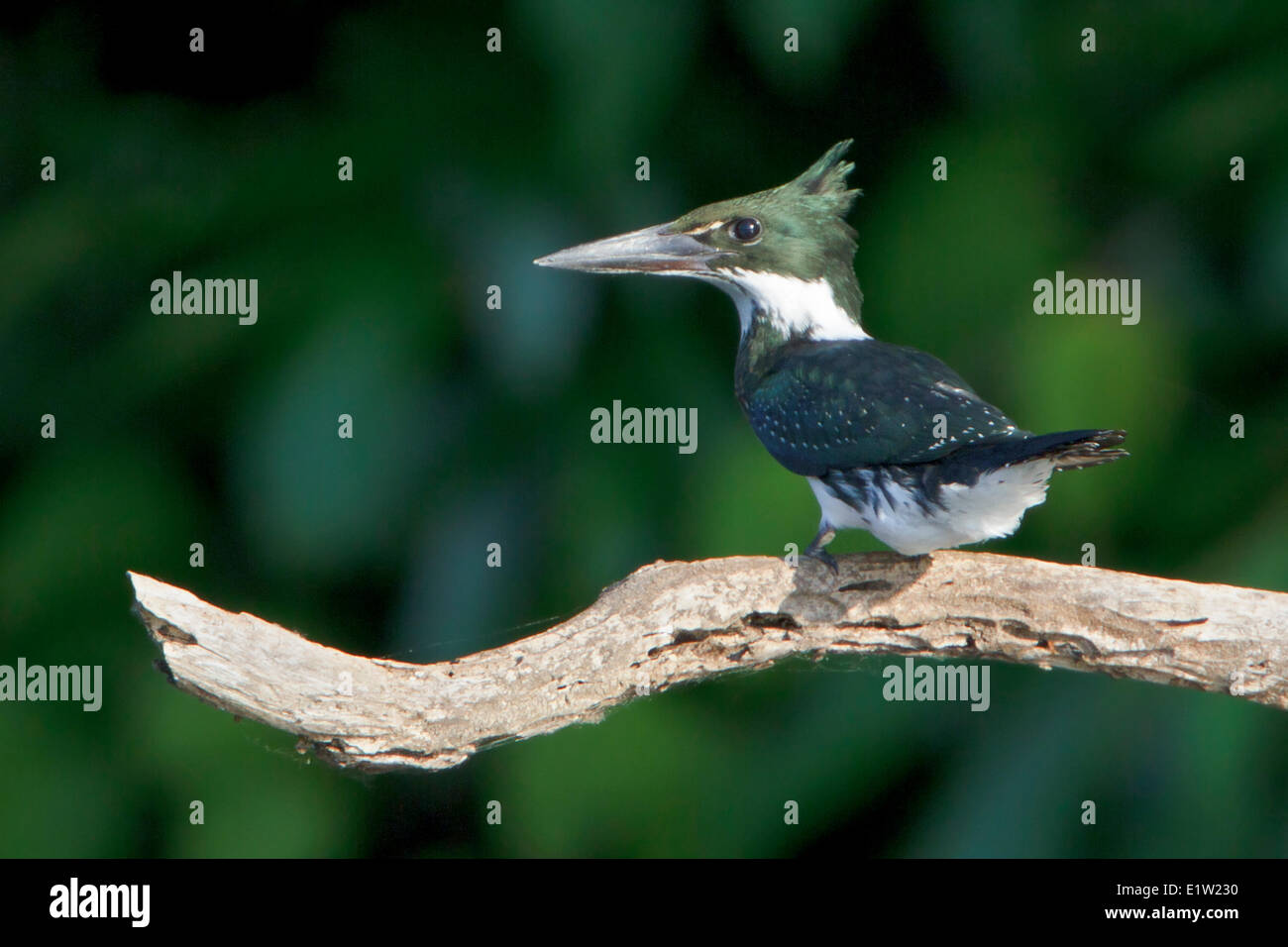 Amazon Kingfisher (Chloroceryle amazona) perched on a branch in Peru. Stock Photo