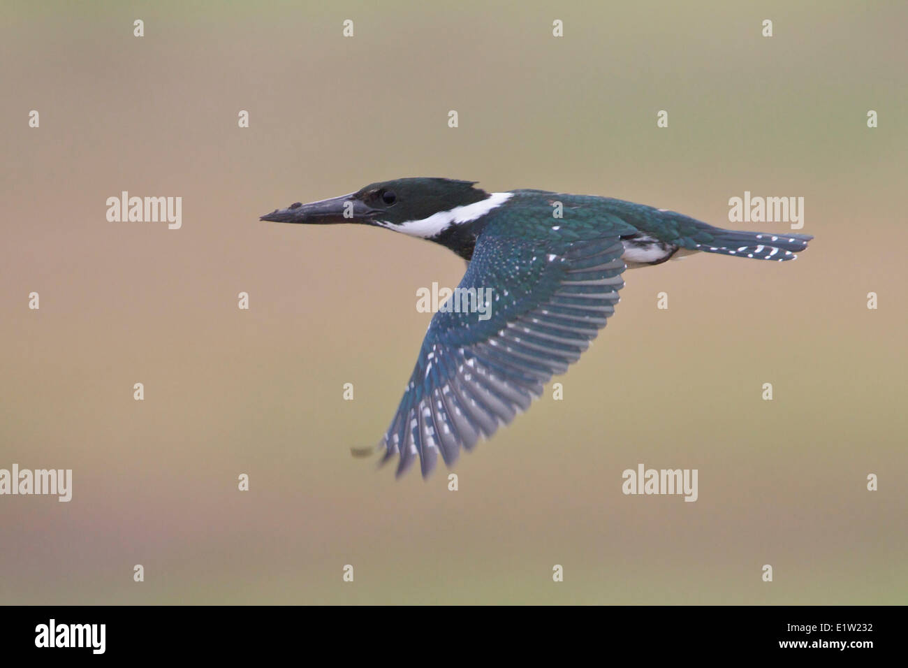 Amazon Kingfisher (Chloroceryle amazona) flying over a marsh in Costa Rica. Stock Photo