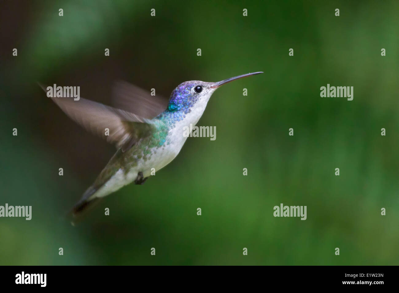 Andean Emerald (Amazilia franciae) flying while feeding at a flower in Peru. Stock Photo