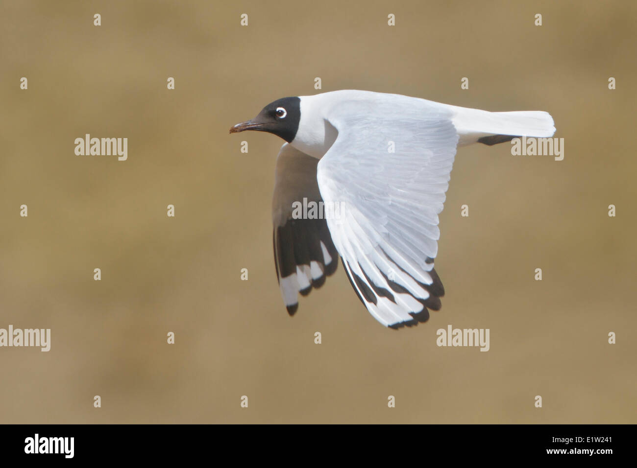 Andean Gull (Larus serranus) flying in Peru. Stock Photo