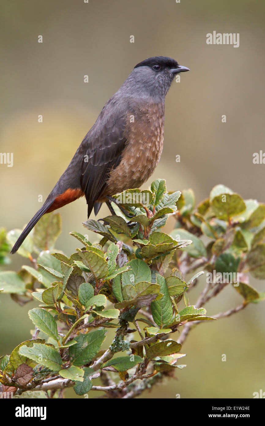 Bay-vented Cotinga (Doliornis sclateri) perched on a branch in Peru. Stock Photo