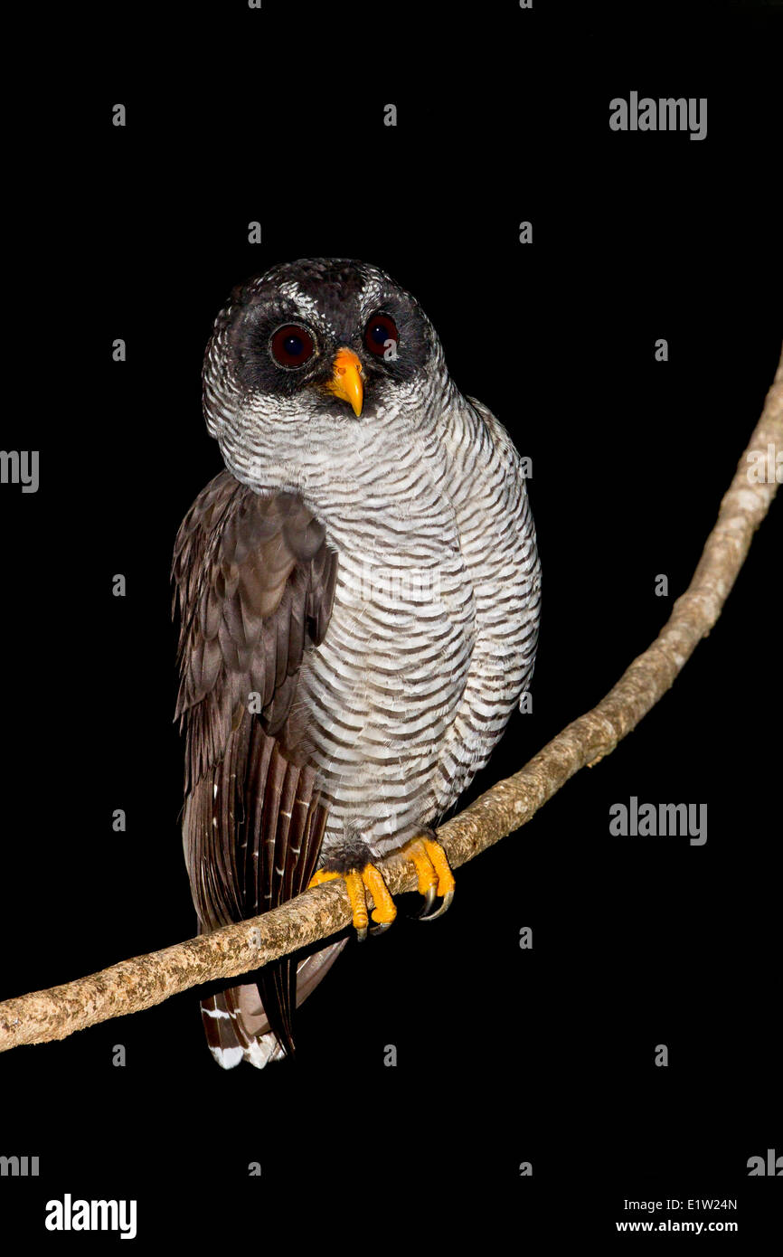 Black-and-white Owl (Strix nigrolineata) perched on a branch in Costa Rica. Stock Photo