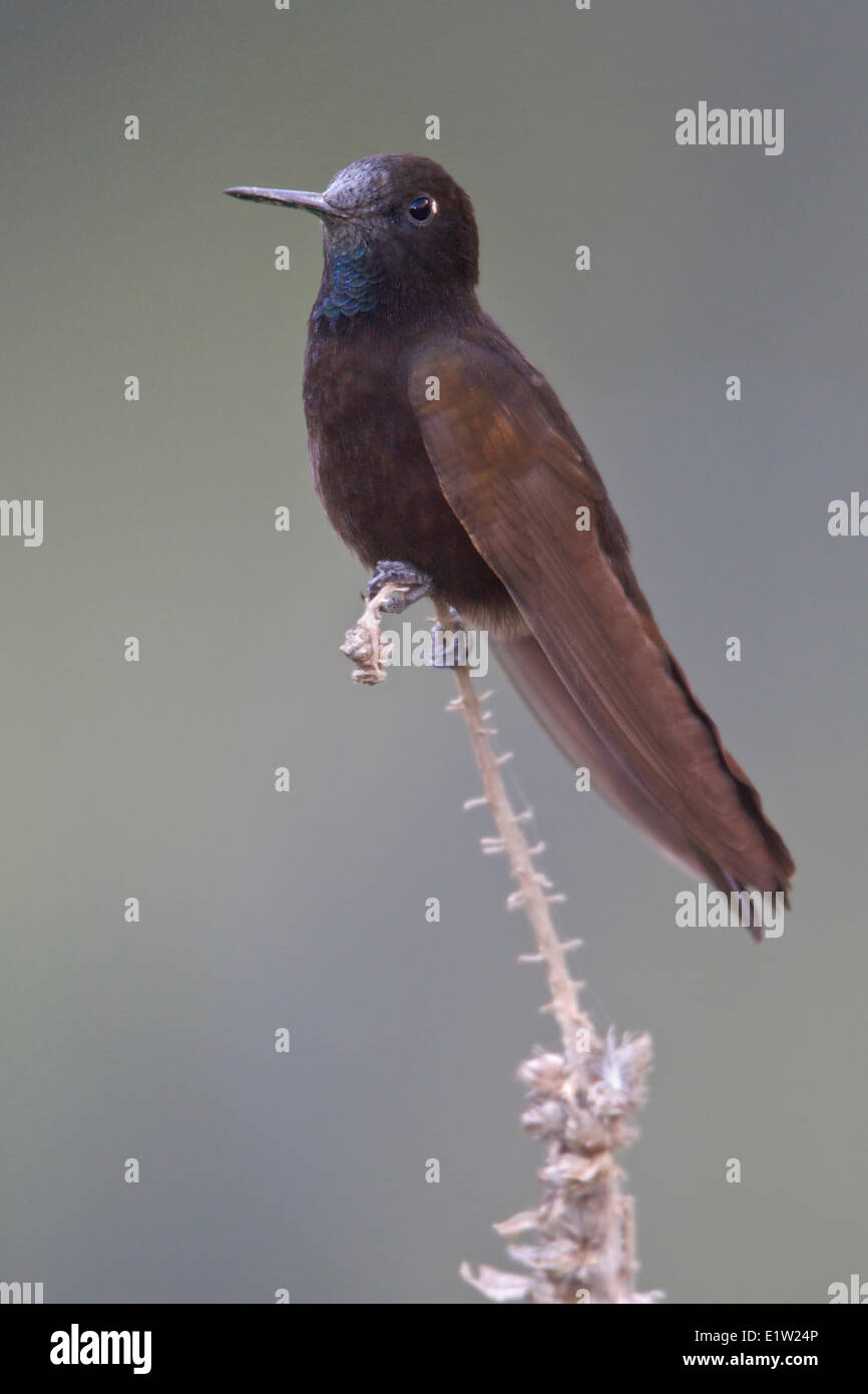 Black Metaltail (Metallura phoebe) perched on a branch in Peru. Stock Photo