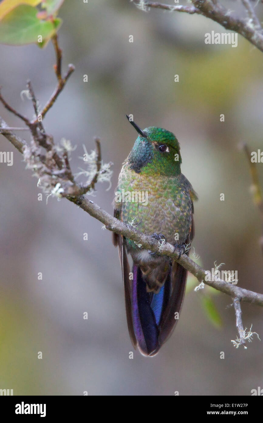 Scaled Metaltail (Metallura aeneocauda) perched on a branch in Peru. Stock Photo