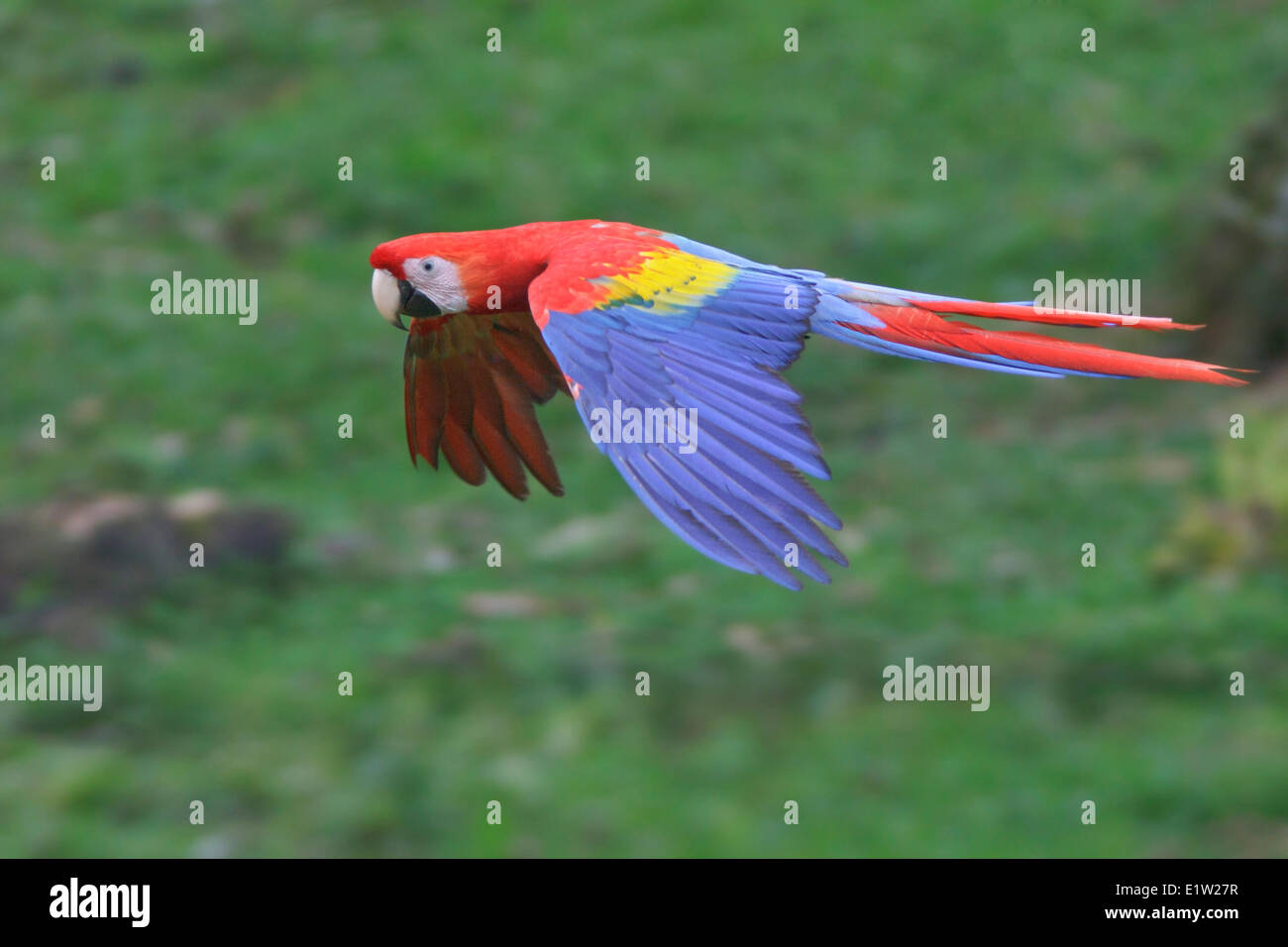 Scarlet Macaw (Ara macao) flying in the jungle of Costa Rica. Stock Photo