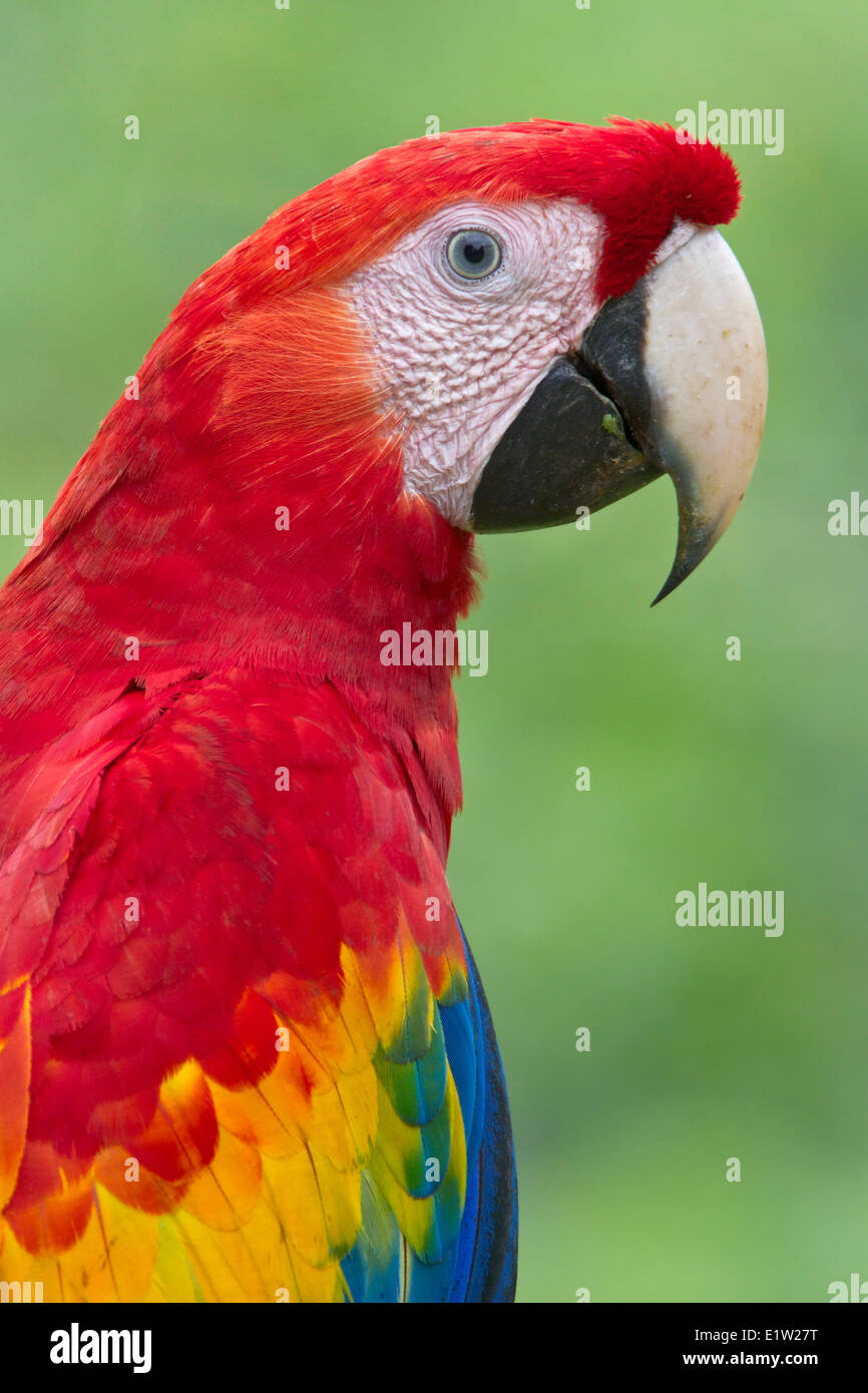 Scarlet Macaw (Ara macao) perched on a branch in Costa Rica. Stock Photo