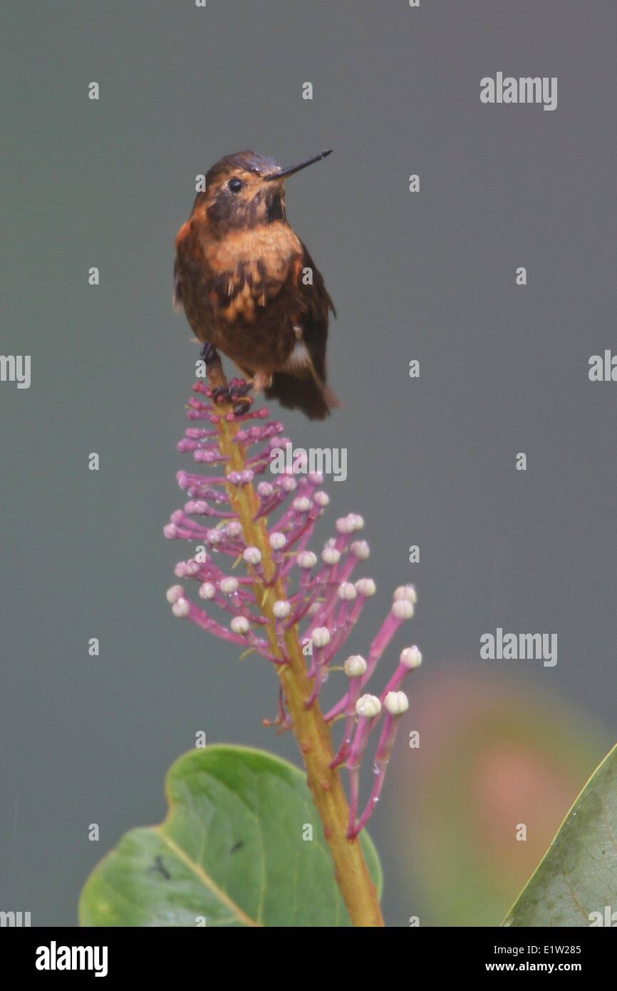 Shining Sunbeam (Aglaeactis cupripennis) perched on a branch in Peru. Stock Photo