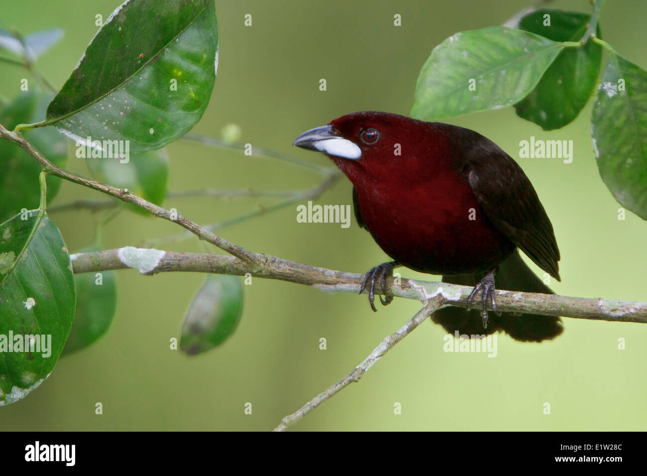 Silver-beaked Tanager (Ramphocelus carbo) perched on a branch in Peru. Stock Photo